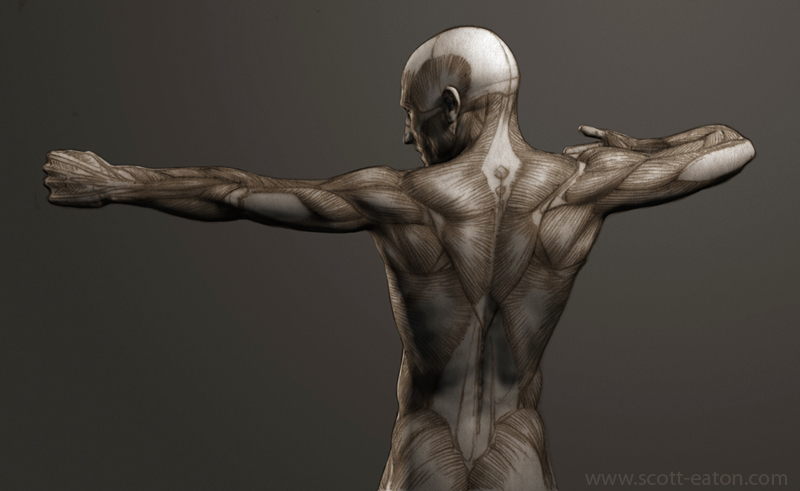 artist human anatomy