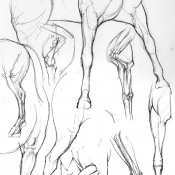 leg studies