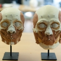 comparison of facial structures