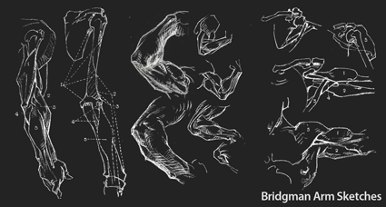 sketches of the arm from Bridgman's Constructive Anatomy