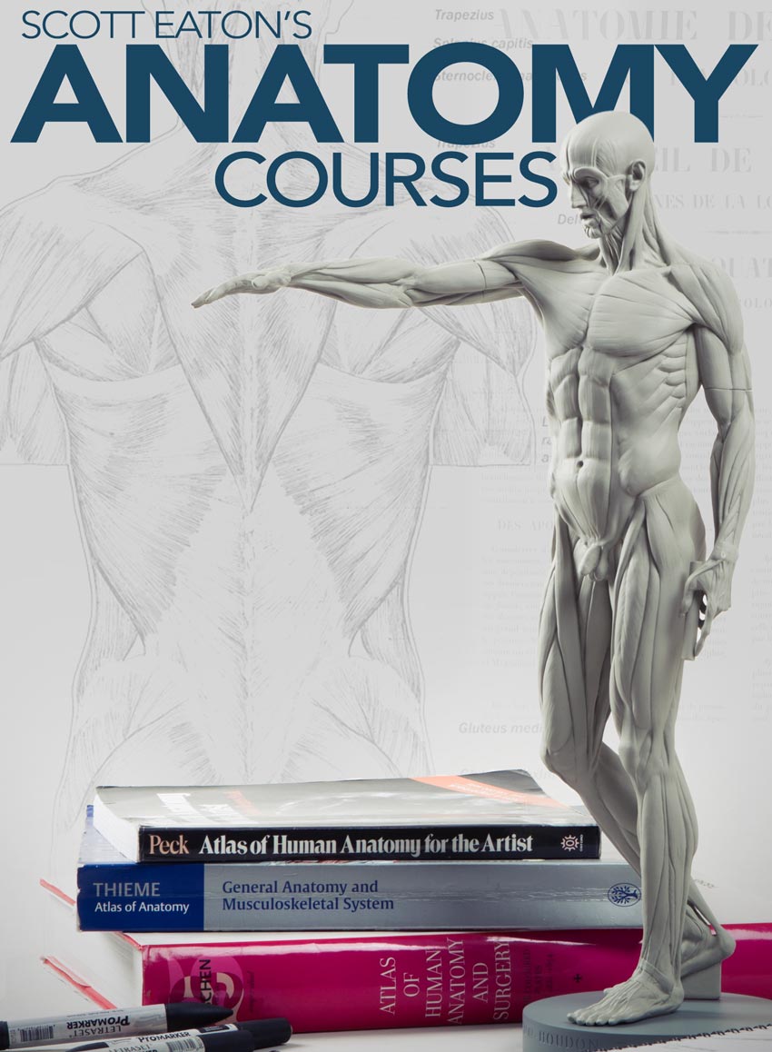 Scot Eaton's Anatomy Courses, image of Houdon Ecorche and anatomy books